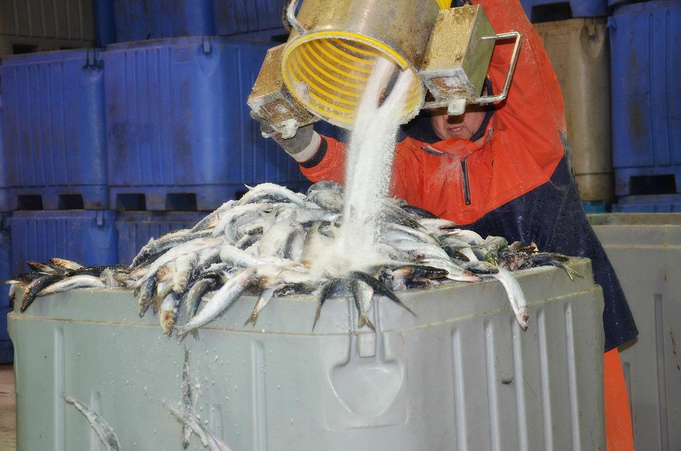 lobster bait